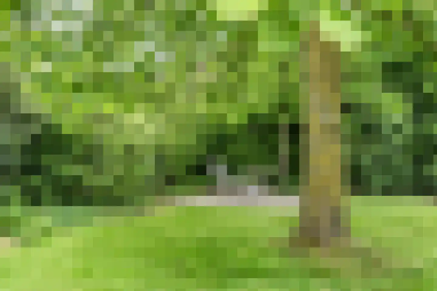 Knobbelzwaan 2 Hardinxveld-Giessendam thumbnail 18