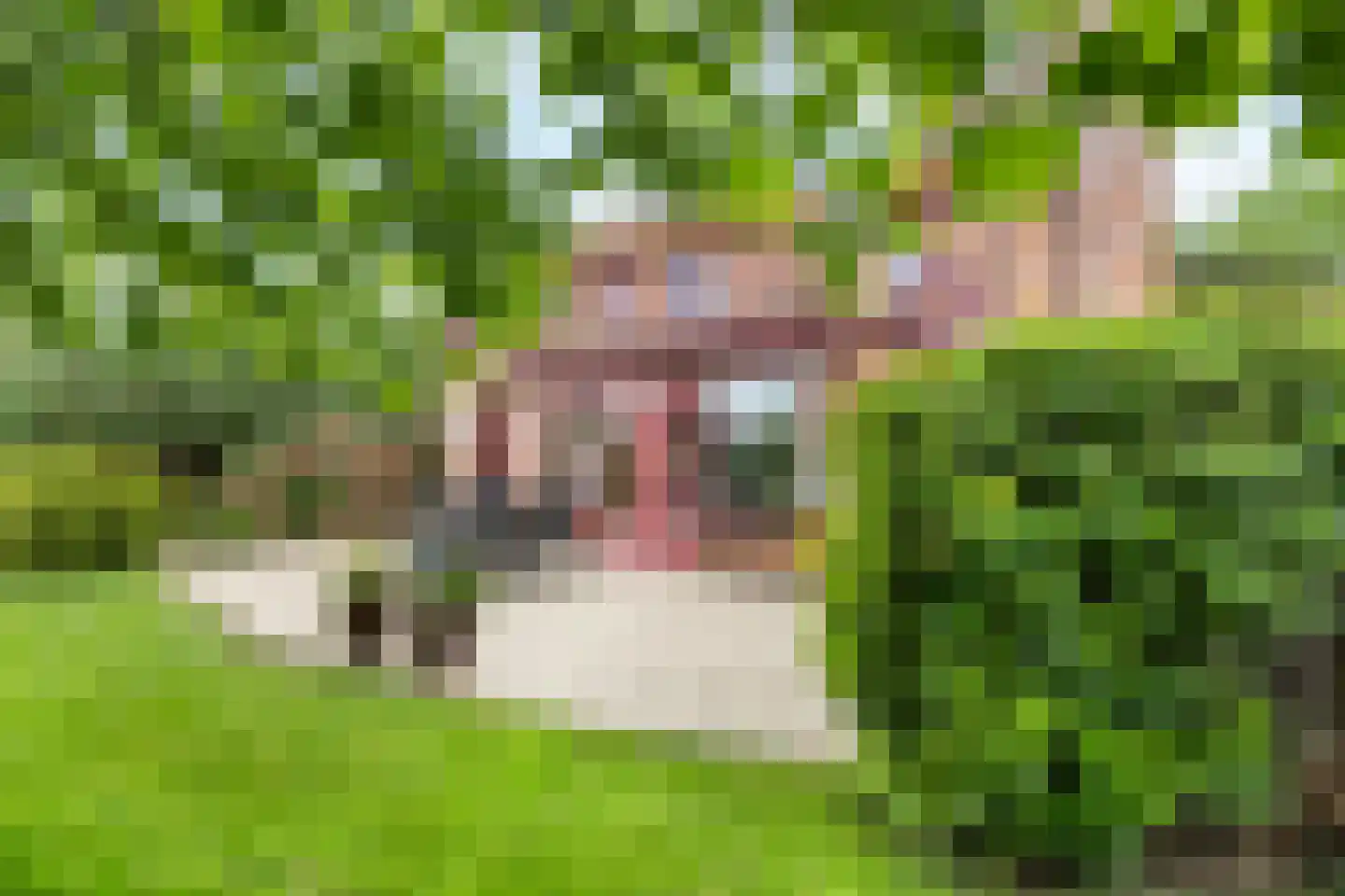 Knobbelzwaan 2 Hardinxveld-Giessendam thumbnail 19