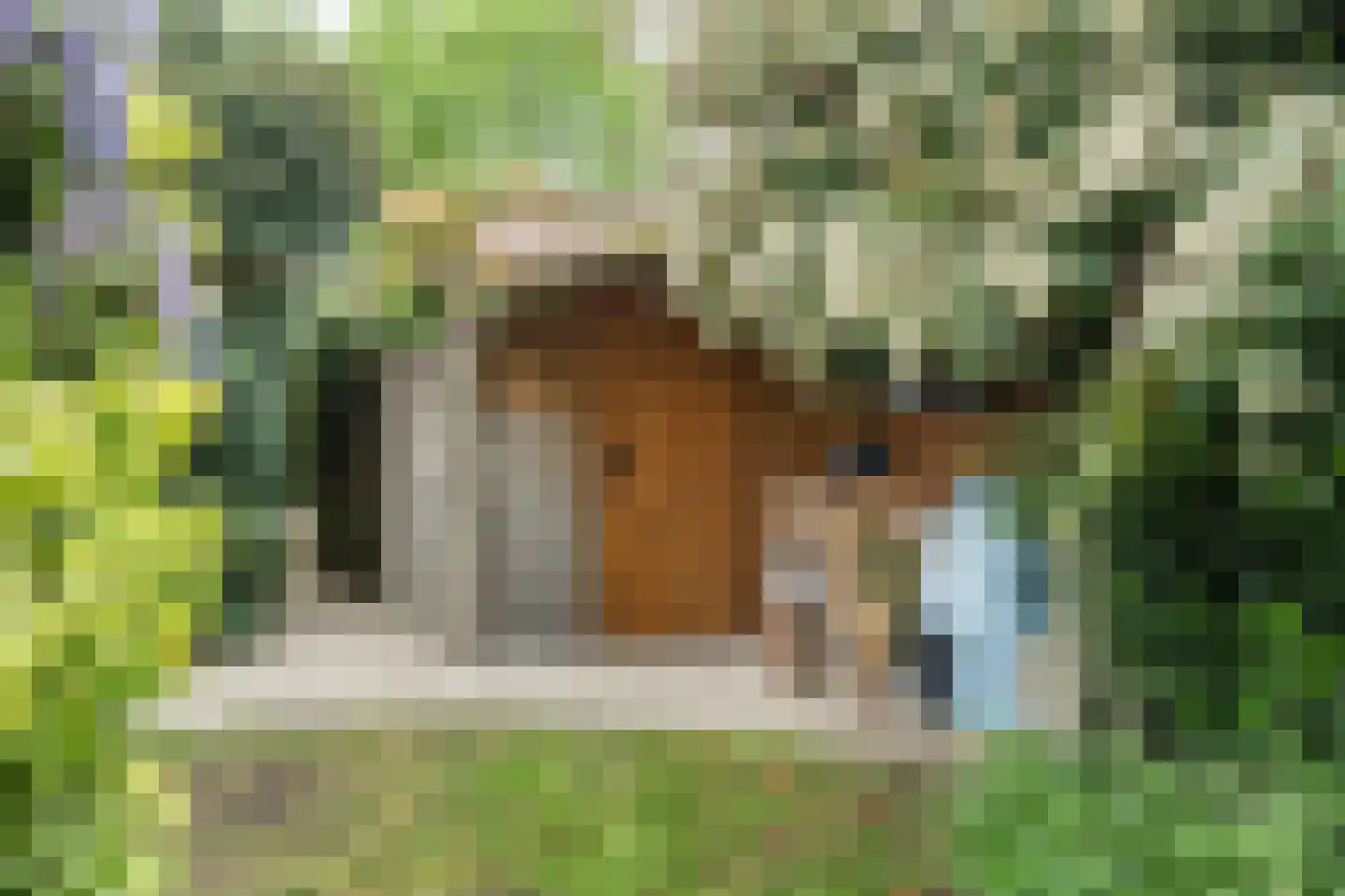 Knobbelzwaan 2 Hardinxveld-Giessendam thumbnail 20