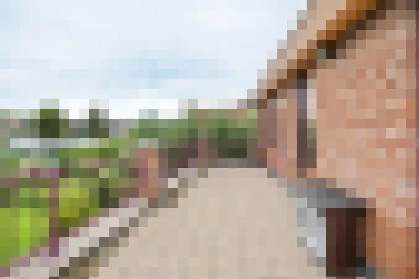Knobbelzwaan 2 Hardinxveld-Giessendam thumbnail 31