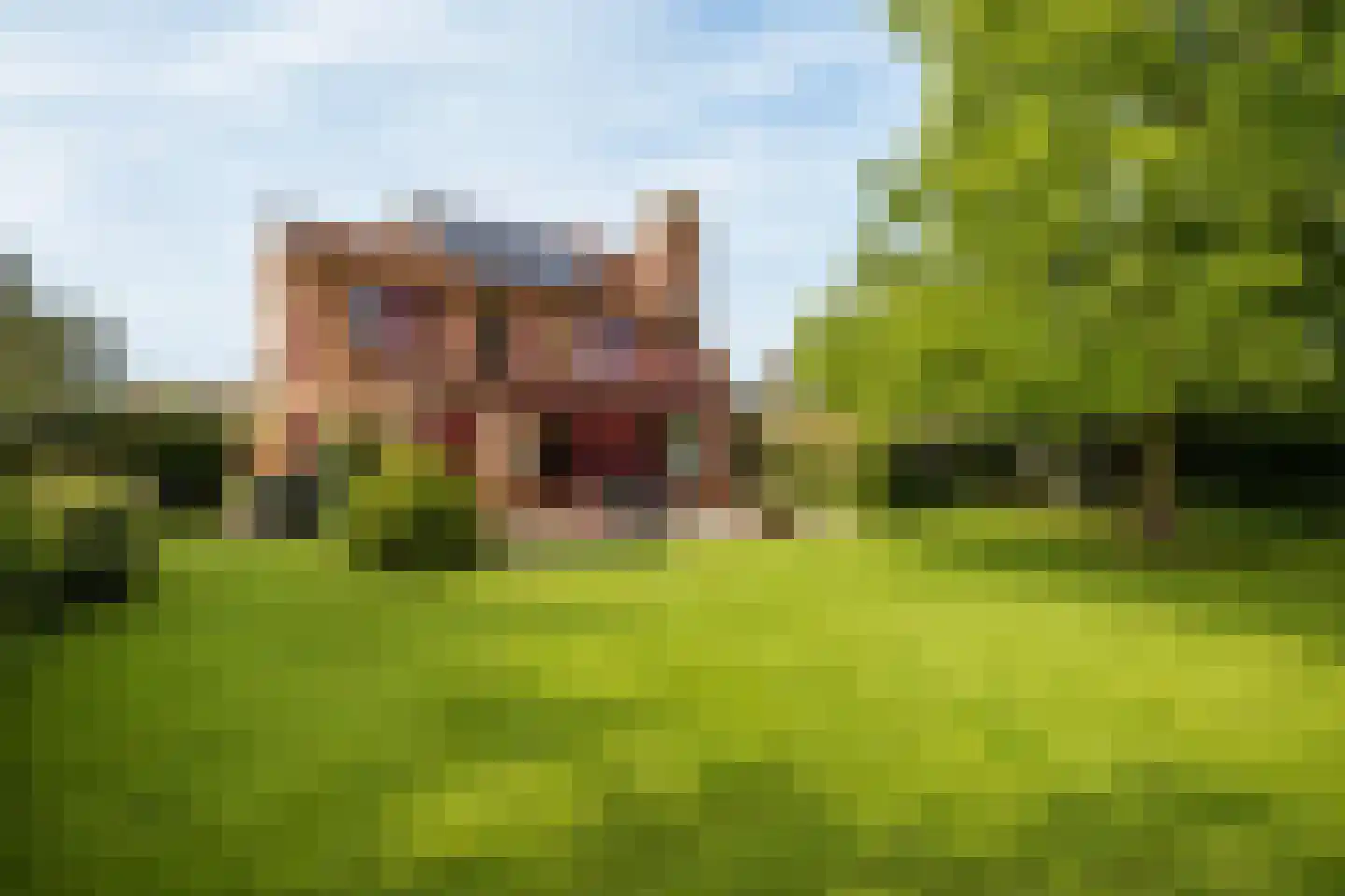 Knobbelzwaan 2 Hardinxveld-Giessendam thumbnail 4