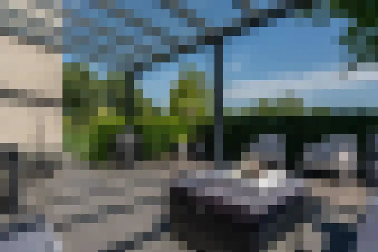 Knobbelzwaan 2 Wildervank thumbnail 50
