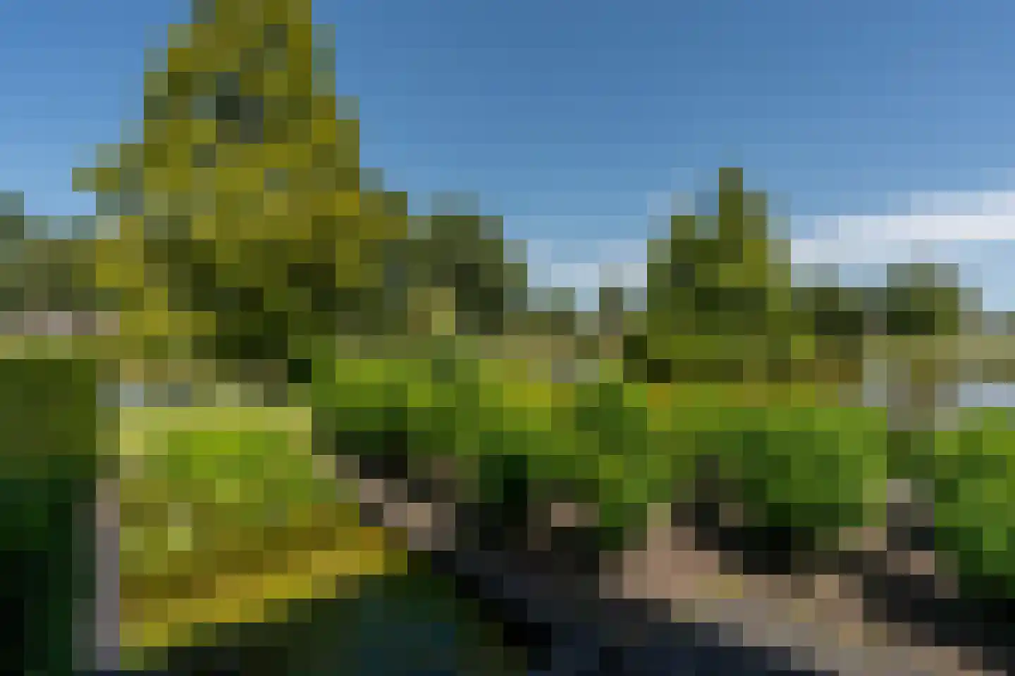 Knobbelzwaan 2 Wildervank thumbnail 53