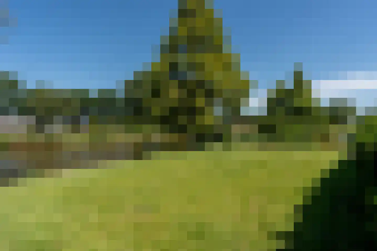 Knobbelzwaan 2 Wildervank thumbnail 56