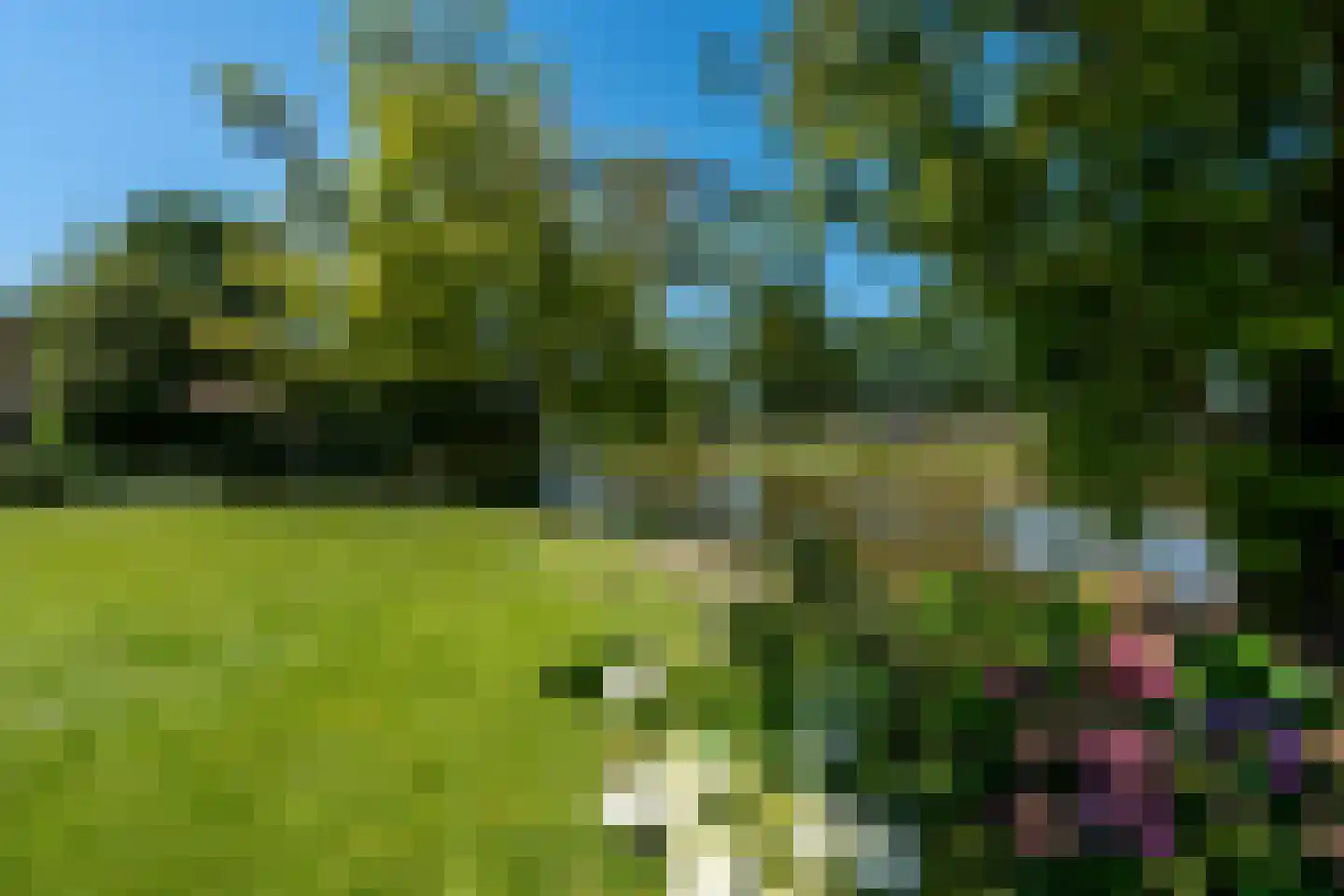 Knobbelzwaan 2 Wildervank thumbnail 57