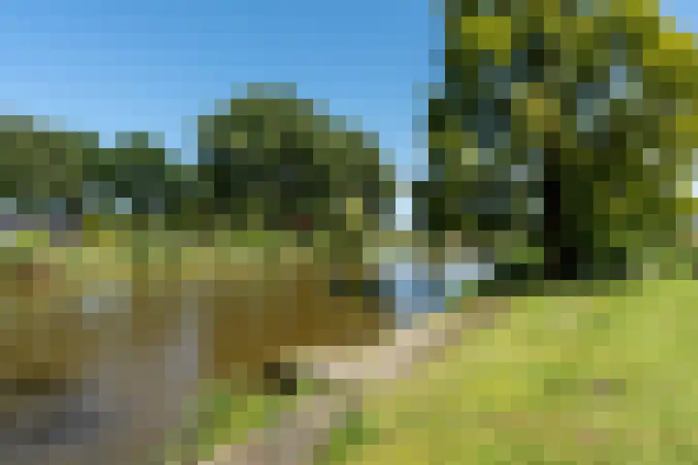 Knobbelzwaan 2 Wildervank thumbnail 58