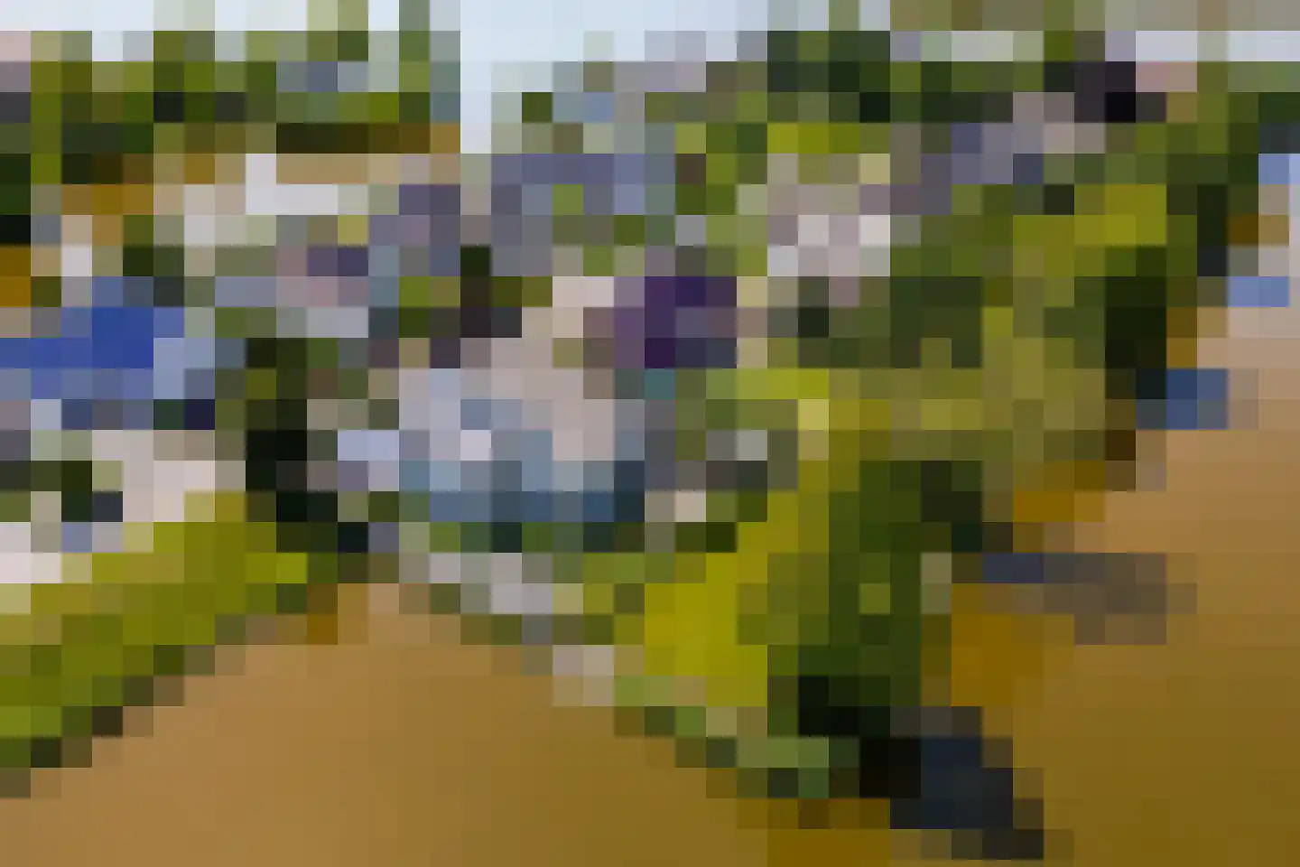 Knobbelzwaan 2 Wildervank thumbnail 62