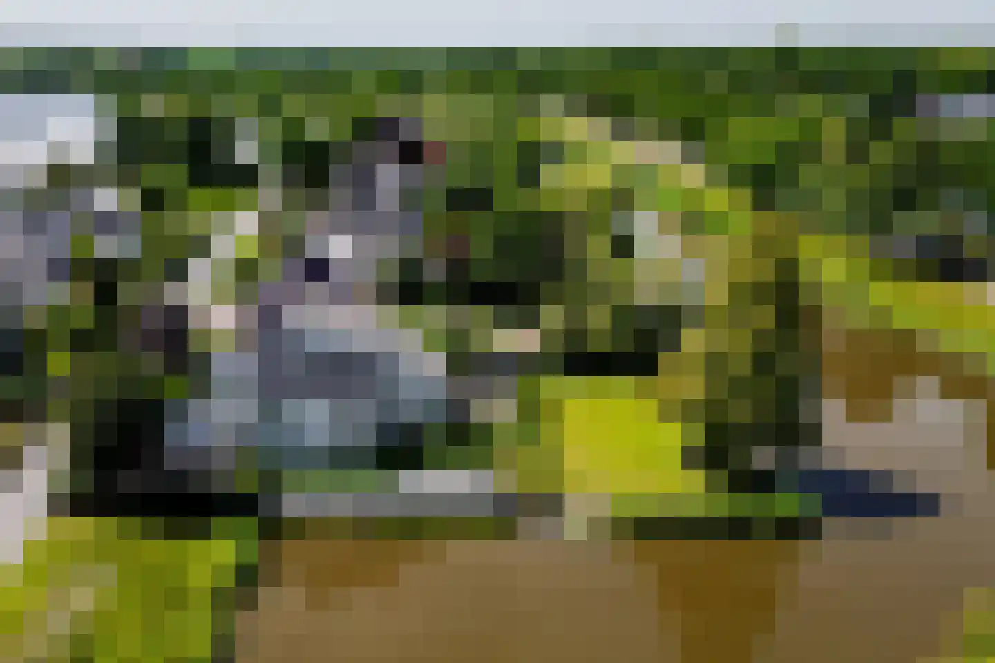 Knobbelzwaan 2 Wildervank thumbnail 64
