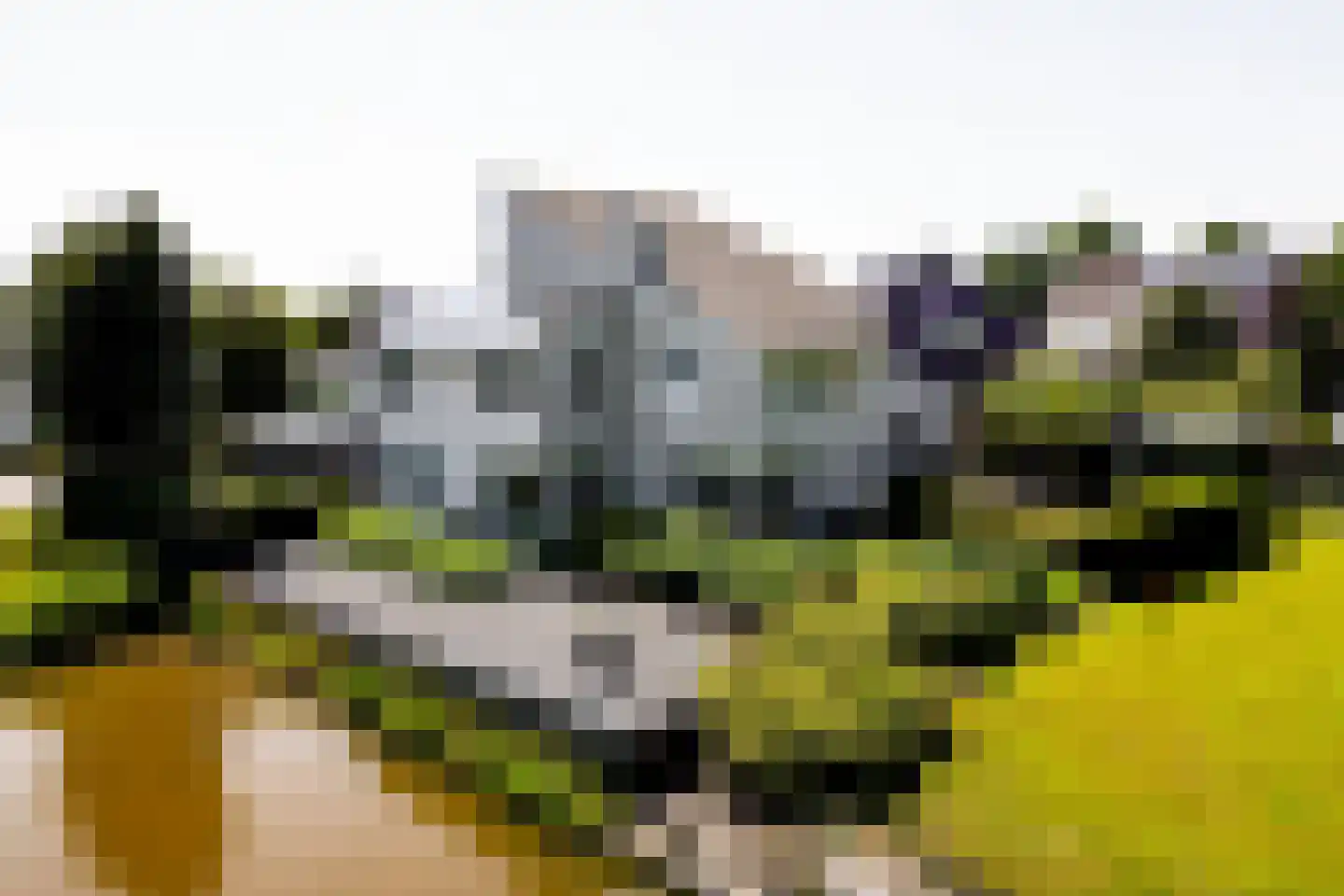Knobbelzwaan 2 Wildervank thumbnail 66