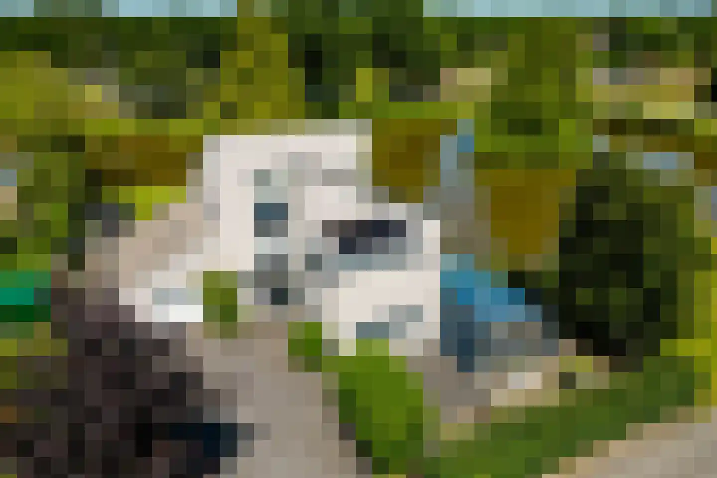 Knobbelzwaan 2 Wildervank thumbnail 67