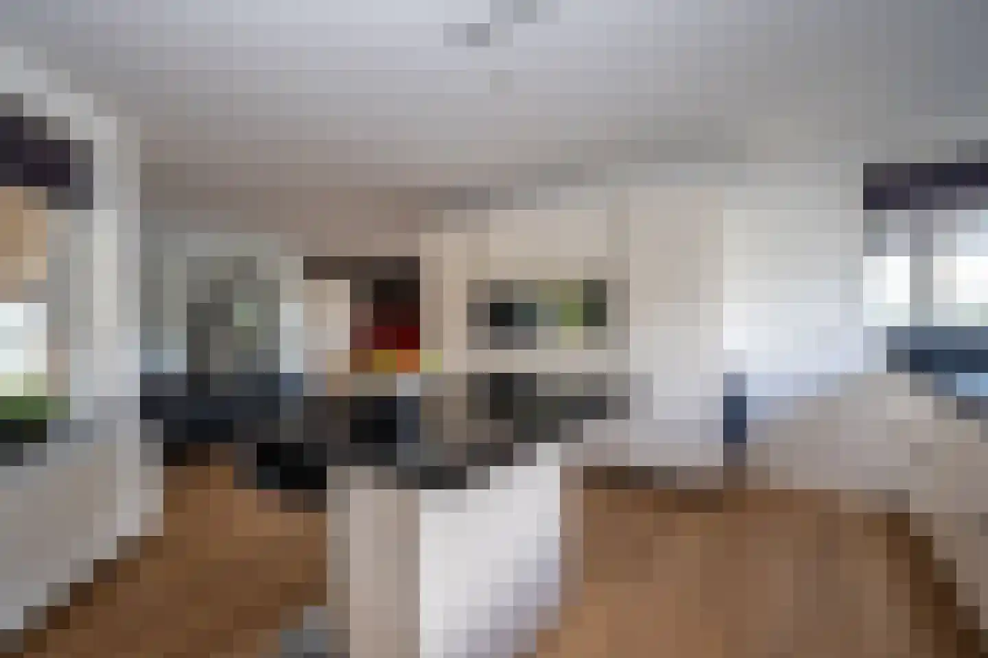 Knobbelzwaan 23 Wildervank thumbnail 18