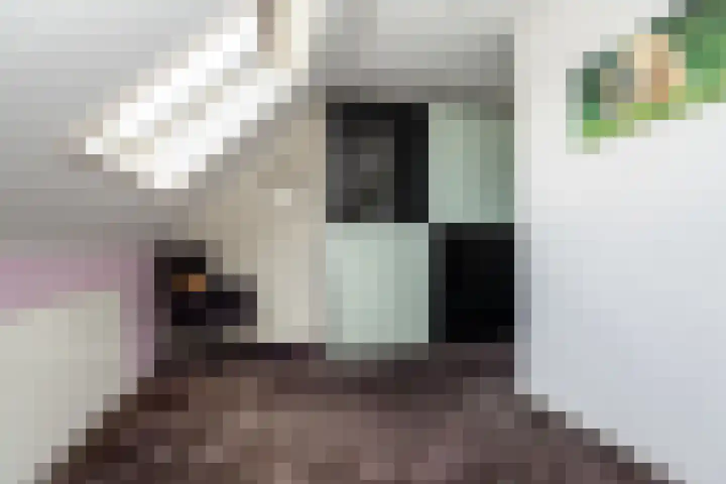 Knobbelzwaan 23 Wildervank thumbnail 31