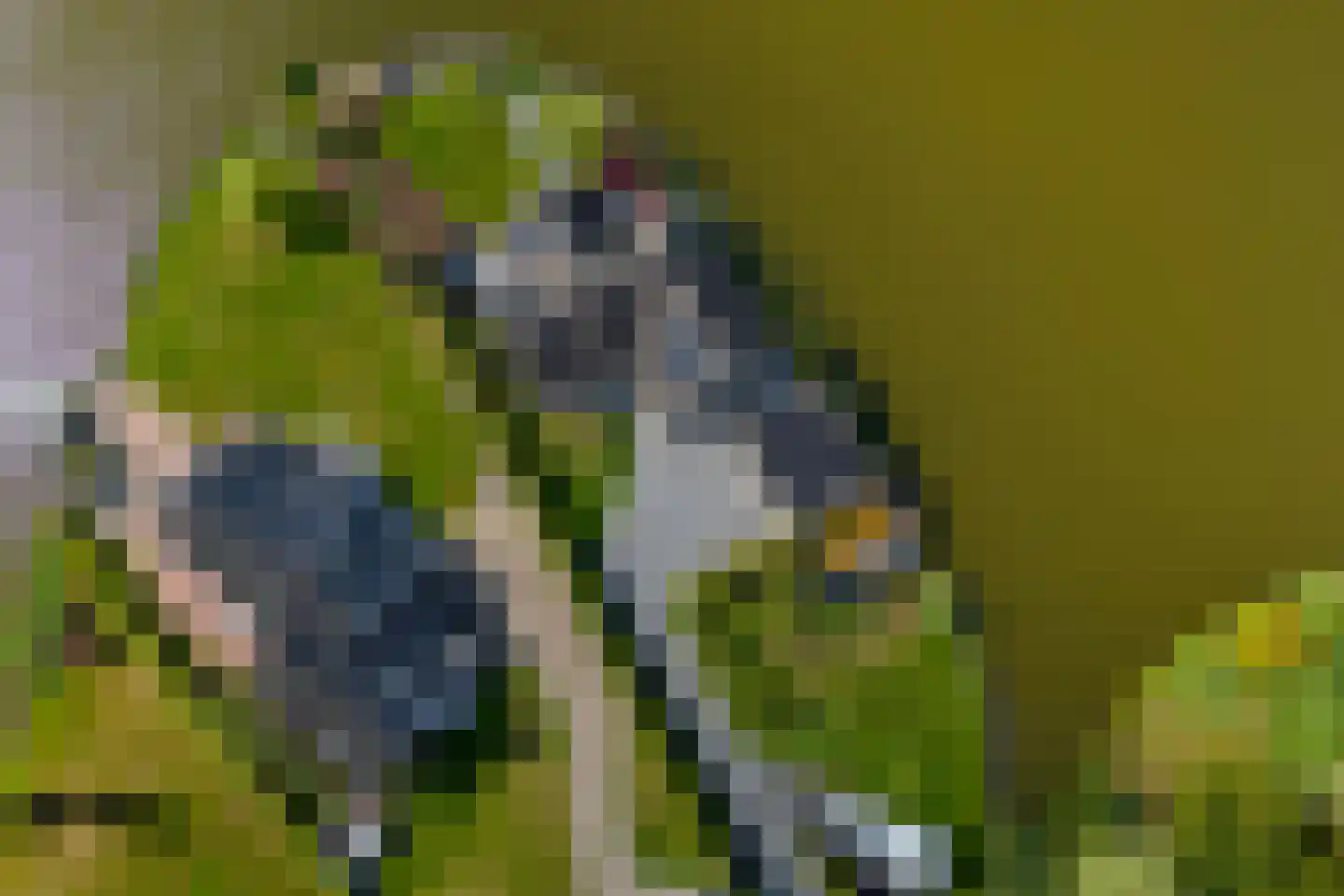 Knobbelzwaan 23 Wildervank thumbnail 4