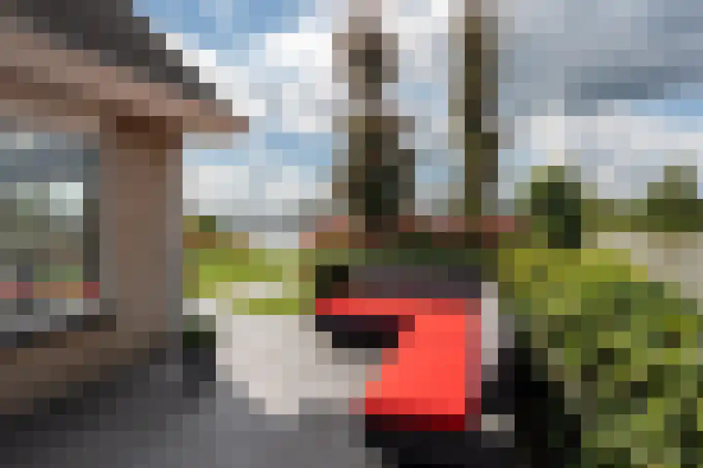 Knobbelzwaan 23 Wildervank thumbnail 40