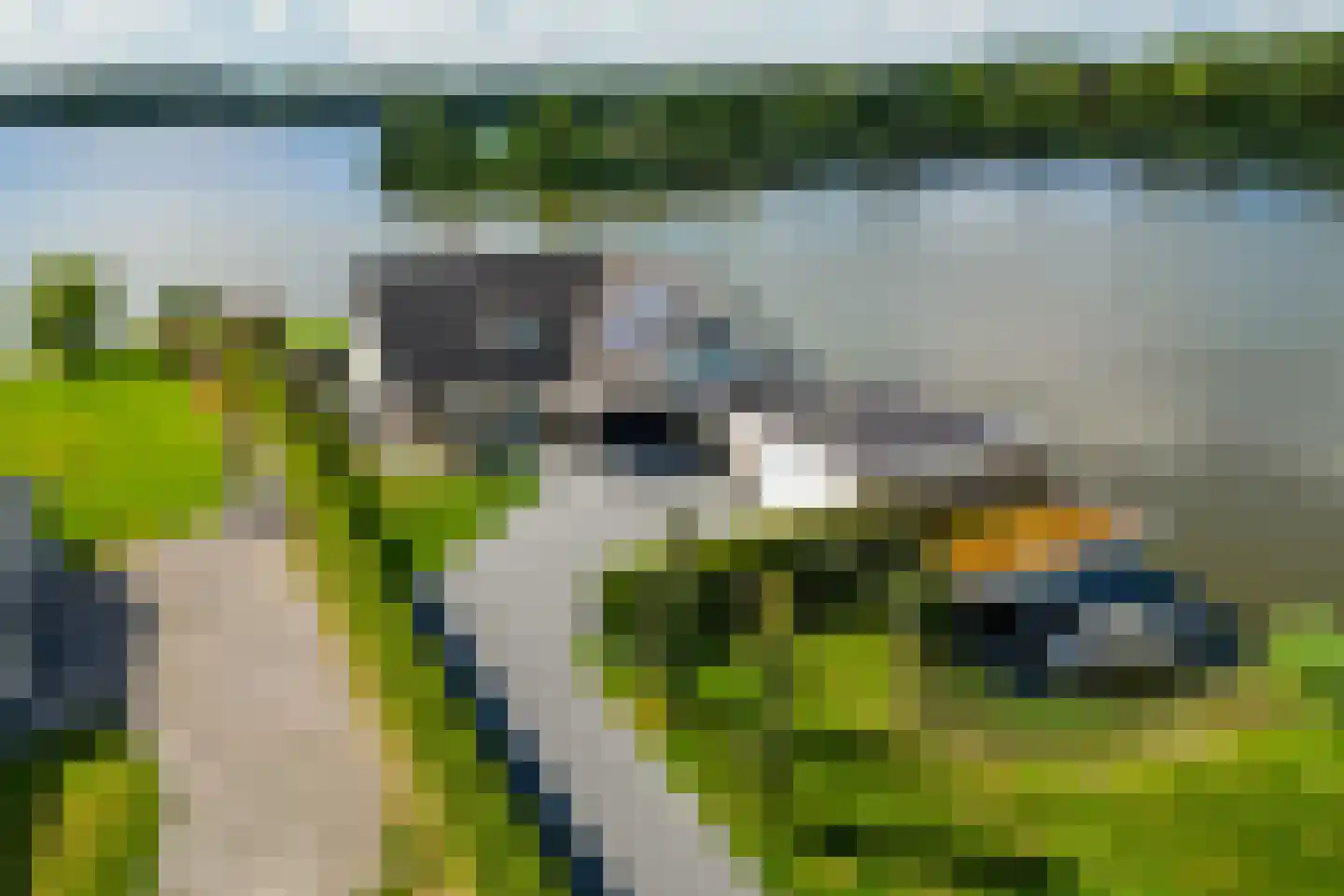 Knobbelzwaan 23 Wildervank thumbnail 51