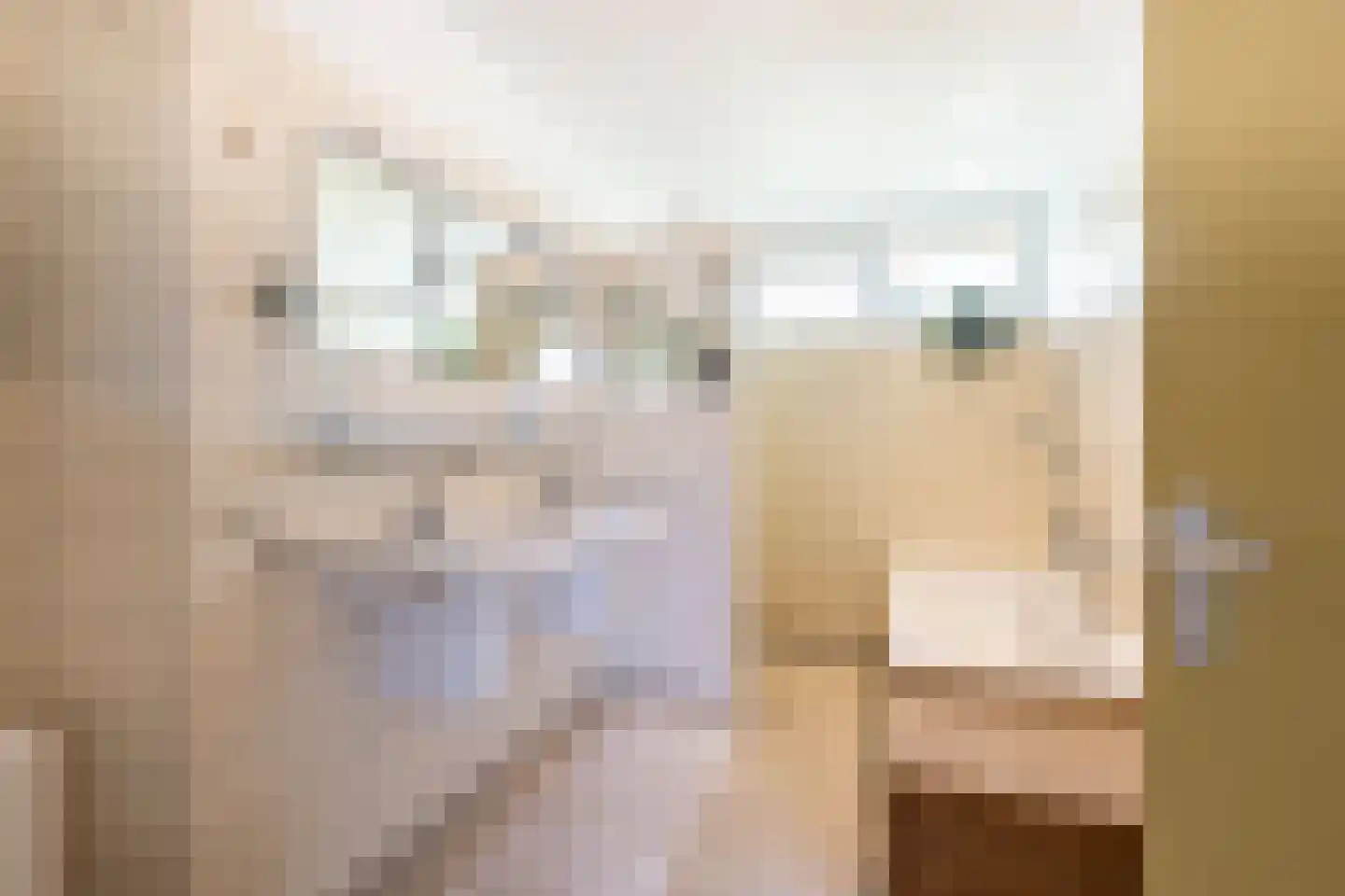 Knobbelzwaan 4 Hardinxveld-Giessendam thumbnail 15