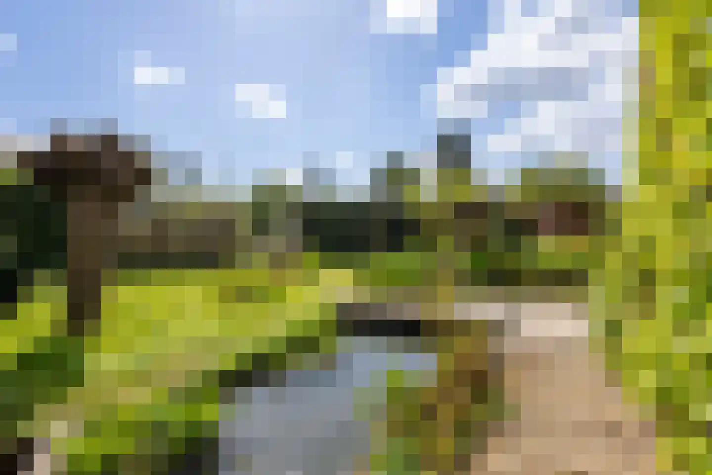 Knobbelzwaan 4 Hardinxveld-Giessendam thumbnail 29