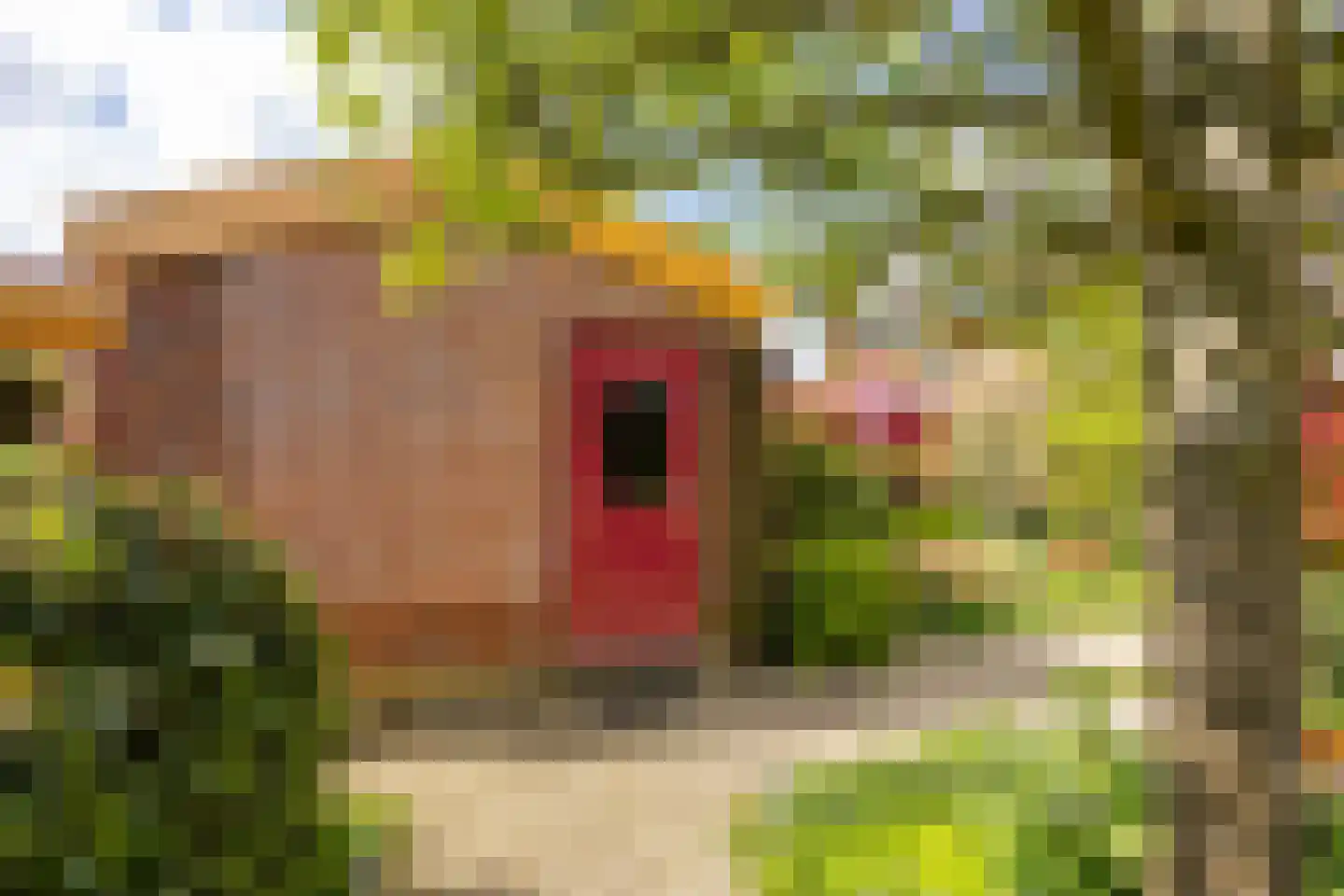 Knobbelzwaan 4 Hardinxveld-Giessendam thumbnail 34