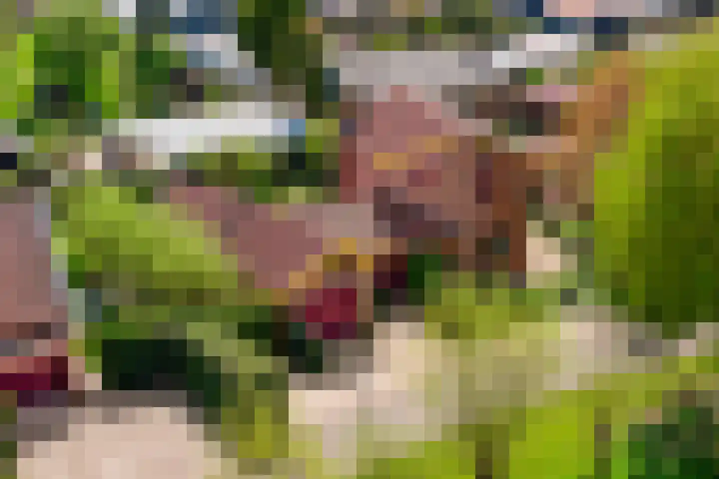 Knobbelzwaan 4 Hardinxveld-Giessendam thumbnail 44