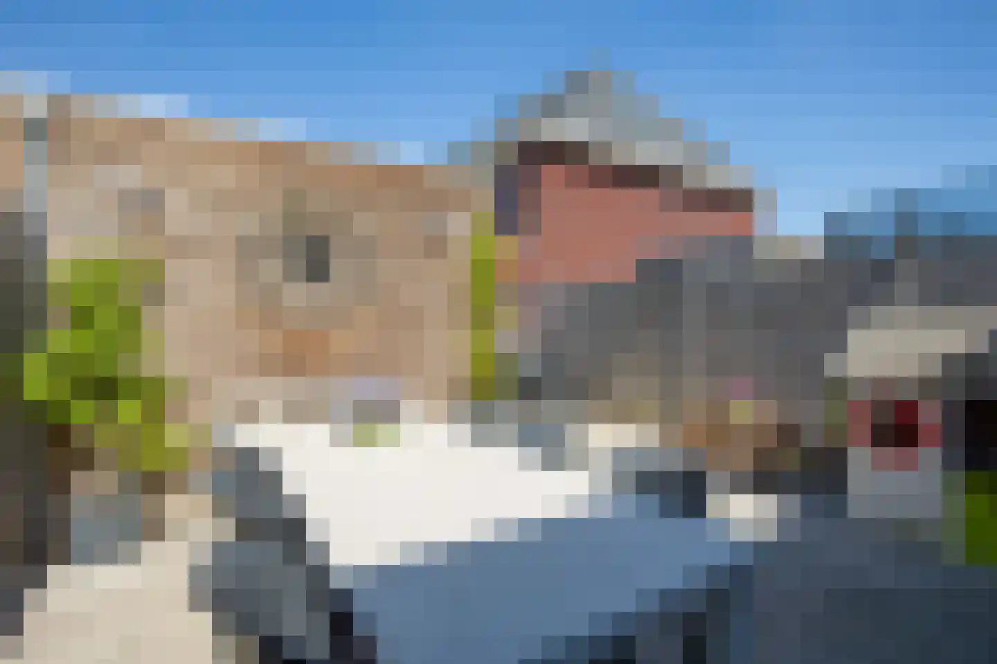 Knobbelzwaan 64 Uithoorn thumbnail 27