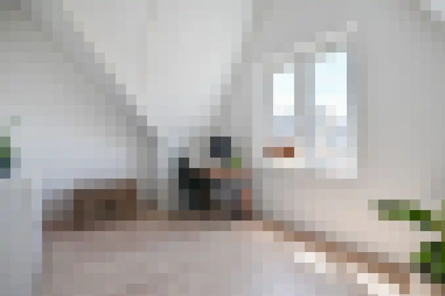 Knobbelzwaan 7 Uithoorn thumbnail 19