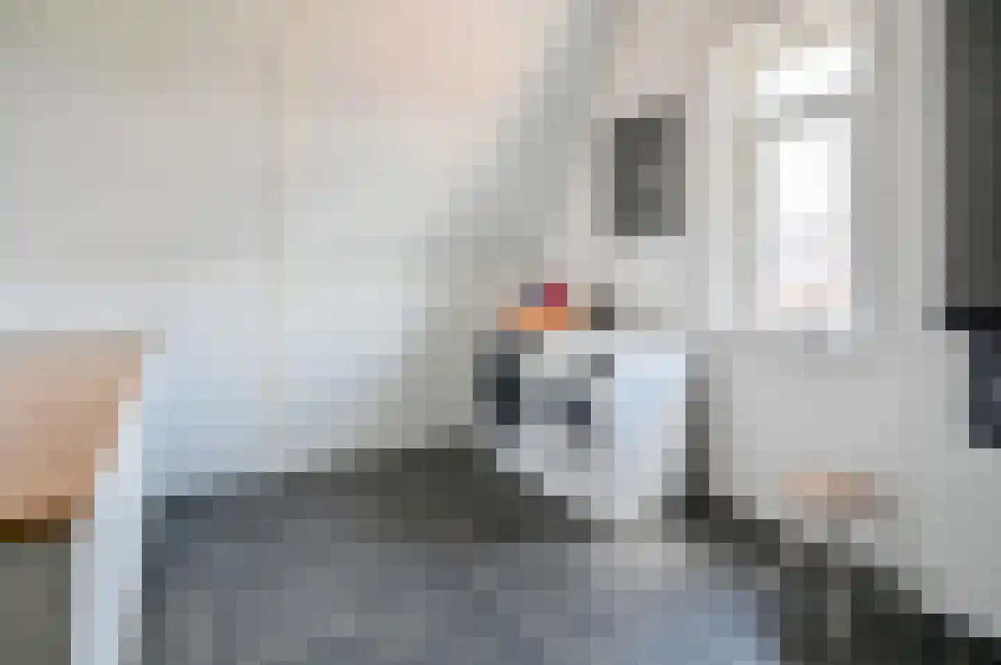 Knobbelzwaan 7 Uithoorn thumbnail 21