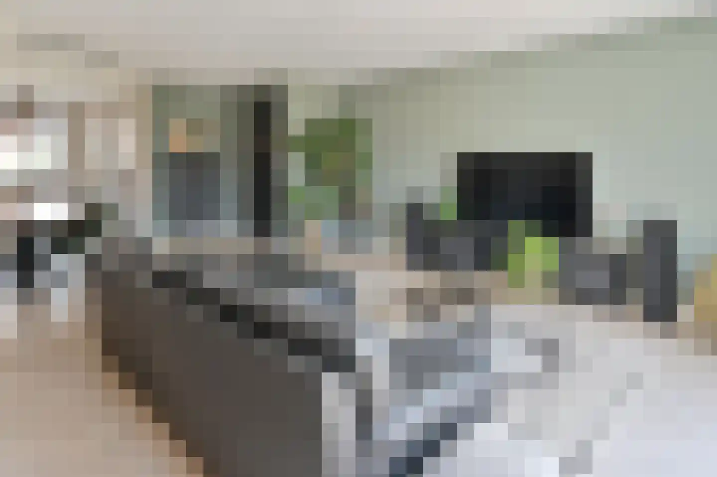 Knobbelzwaan 7 Uithoorn thumbnail 8
