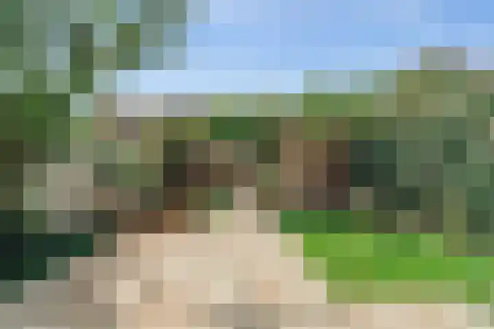 Knobbelzwaan 77 Uithoorn thumbnail 11