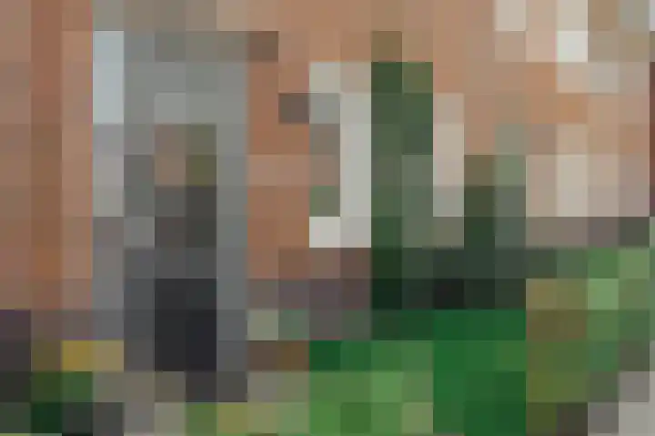 Knobbelzwaan 77 Uithoorn thumbnail 41