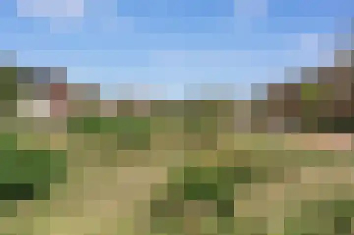 Knobbelzwaan 77 Uithoorn thumbnail 43