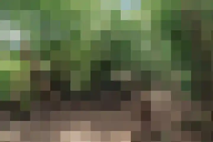 Knobbelzwaan 77 Uithoorn thumbnail 44