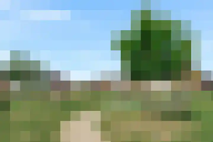 Knobbelzwaan 77 Uithoorn thumbnail 45
