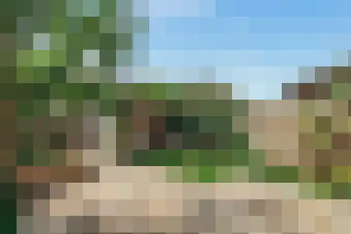 Knobbelzwaan 77 Uithoorn thumbnail 9