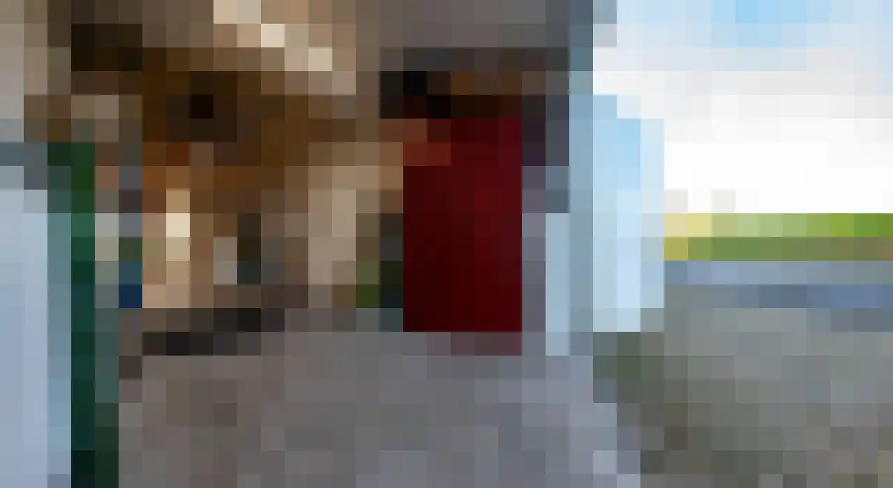 Knol 10 Hoek thumbnail 43