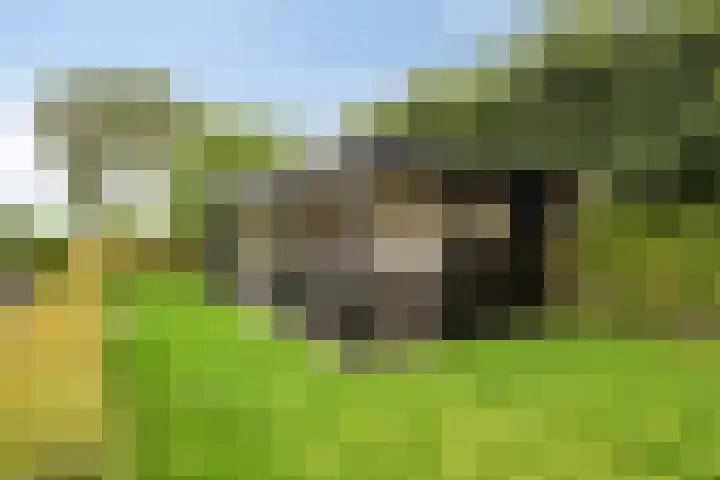 Knollemanshoek 7 B Montfoort thumbnail 35