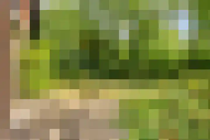 Knollenberg 16 Mook thumbnail 32
