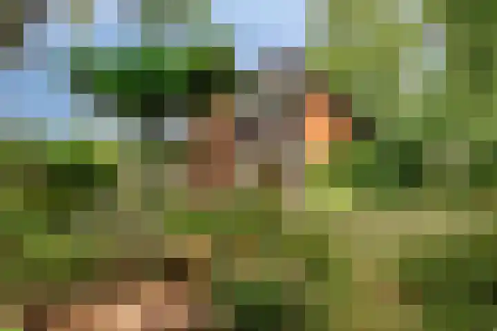 Knollenberg 16 Mook thumbnail 35