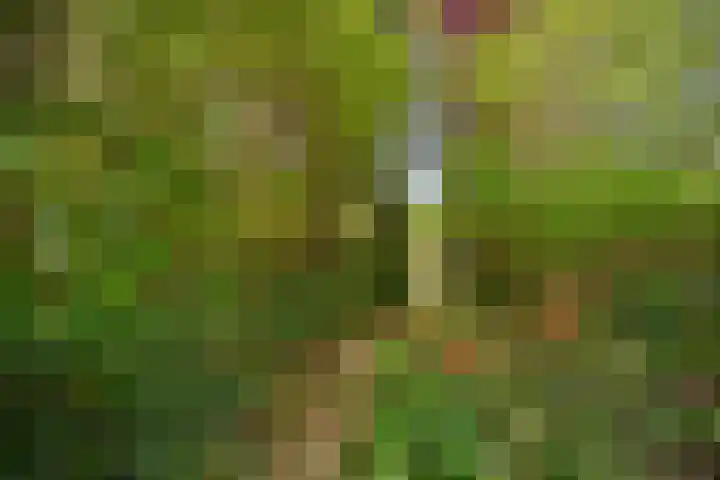 Knollenberg 16 Mook thumbnail 36