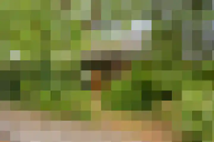 Knollenberg 16 Mook thumbnail 37
