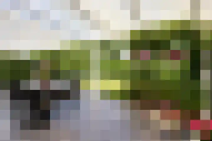 Knolwei 15 Schimmert thumbnail 27