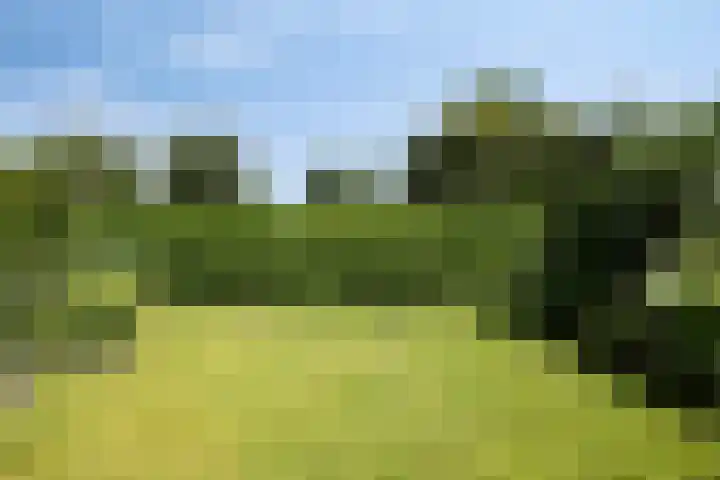 Knolwei 15 Schimmert thumbnail 29