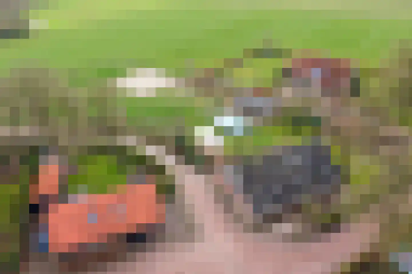 Knooperf de Veldboer 1 Langeveen thumbnail 31