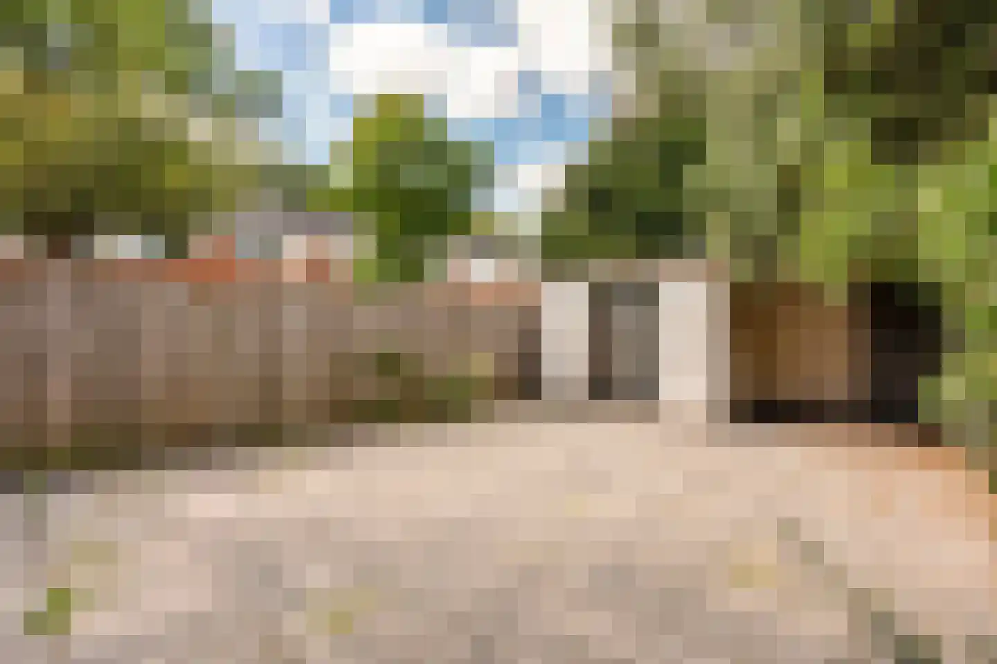 Knoopkruid 1 Diemen thumbnail 18