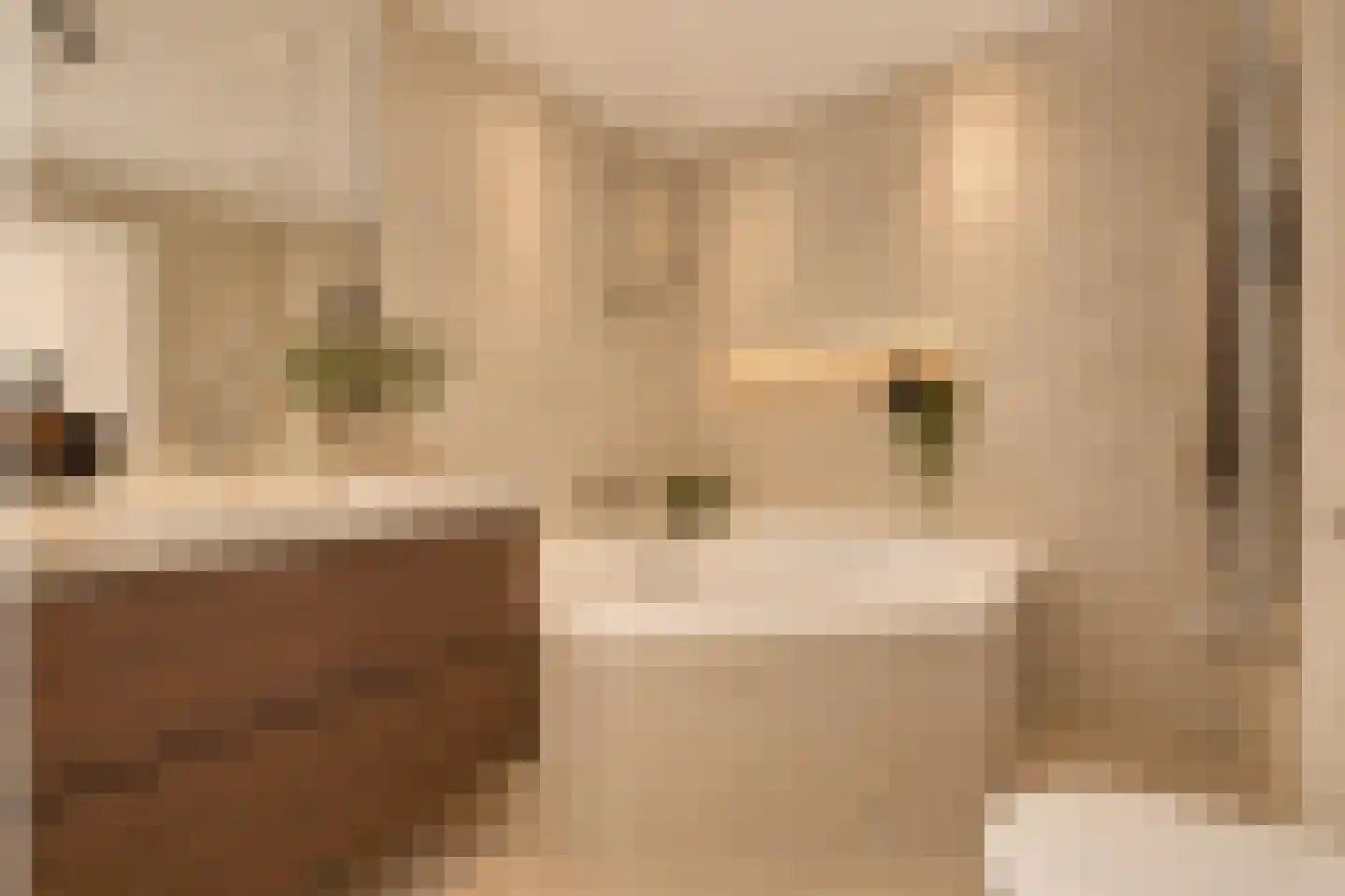 Knoopkruid 1 Diemen thumbnail 33