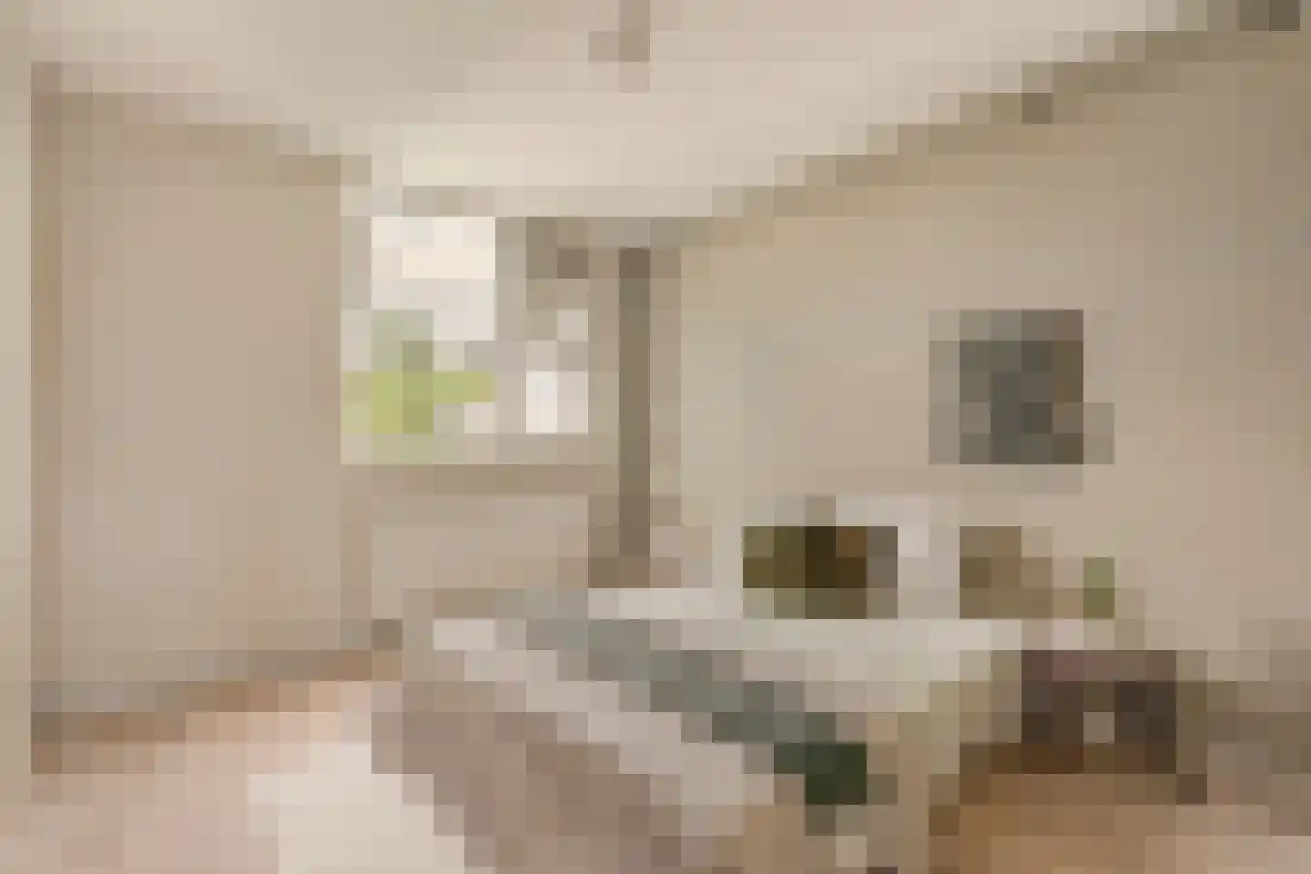 Knoopkruid 1 Diemen thumbnail 35