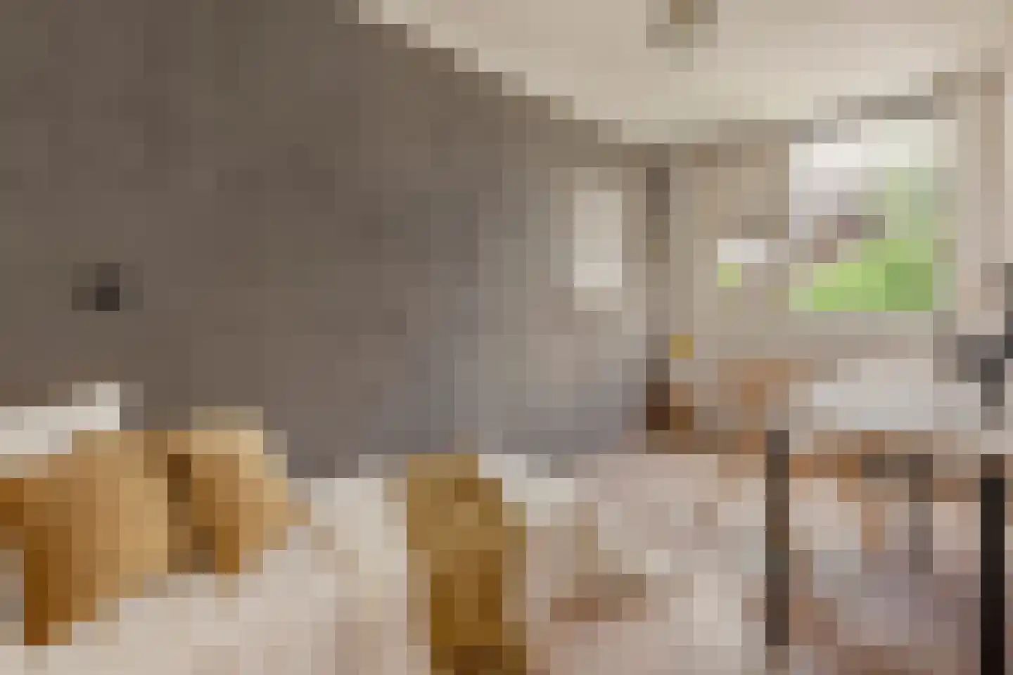 Knoopkruid 1 Diemen thumbnail 37