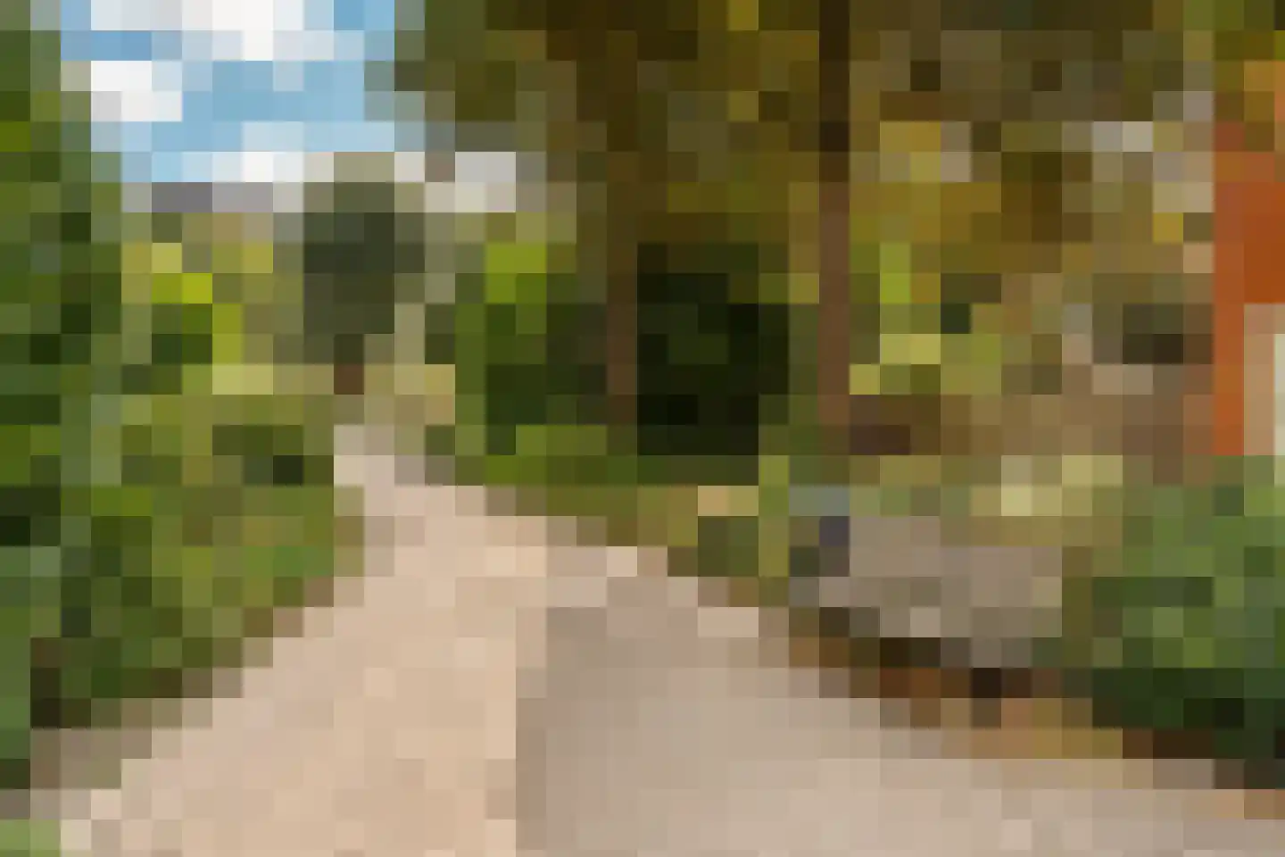 Knoopkruid 1 Diemen thumbnail 40