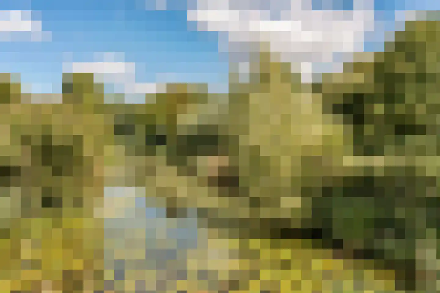 Knoopkruid 1 Diemen thumbnail 41