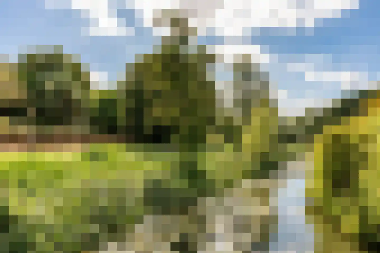 Knoopkruid 1 Diemen thumbnail 42