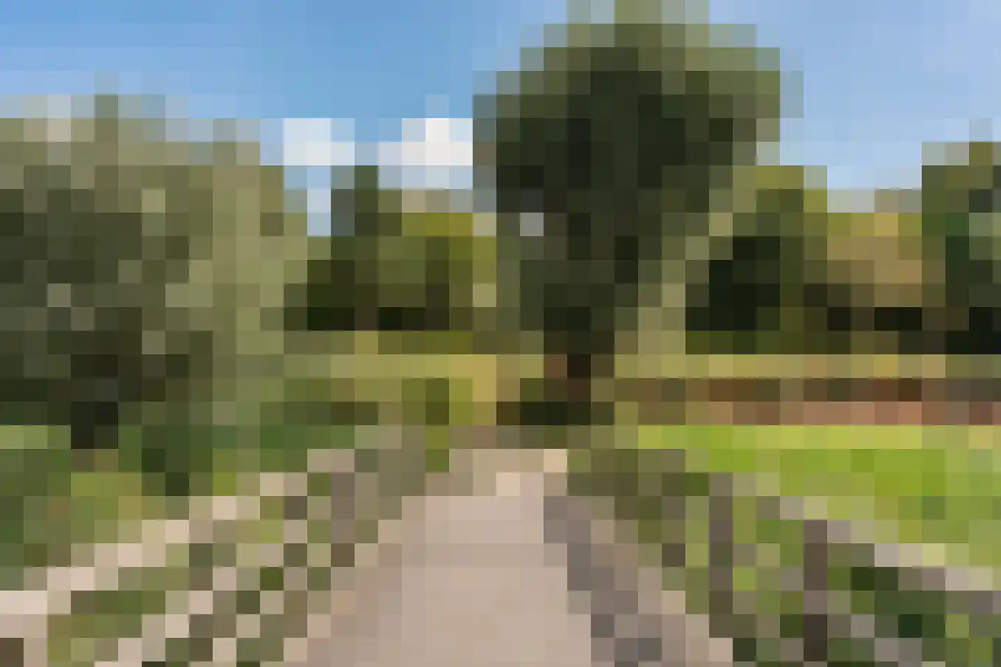 Knoopkruid 1 Diemen thumbnail 43